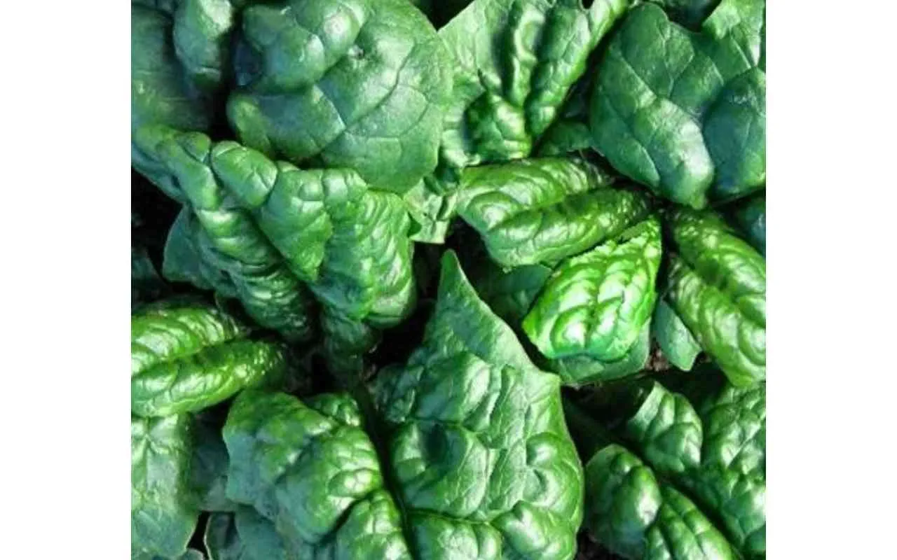 Per quanto tempo conservare spinaci in scatola: